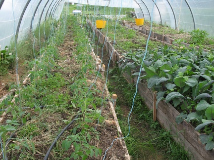 tomates sous tunnel A